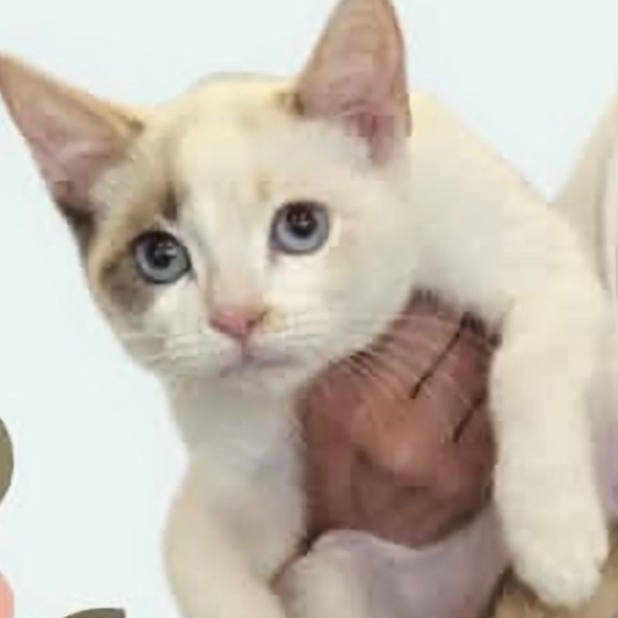 Enlarge Chloe (gf/mt), an adopted mixed breed in Encino, CA image 3/4