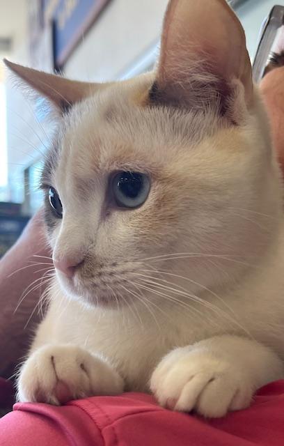 Enlarge Chloe (gf/mt), an adopted mixed breed in Encino, CA image 4/4