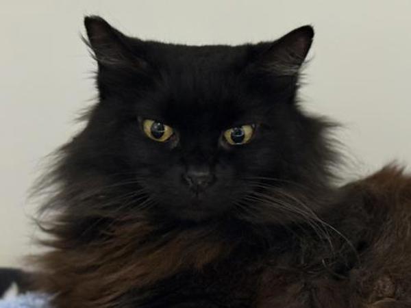 Enlarge Princess Fluffybottoms, a Adoptable mixed breed in Portland, OR image 1/1