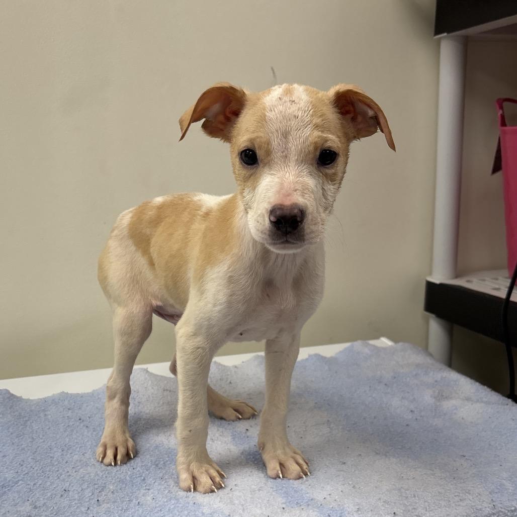 Shrimp, Adoptable, Puppy Male Terrier & Mixed Breed.