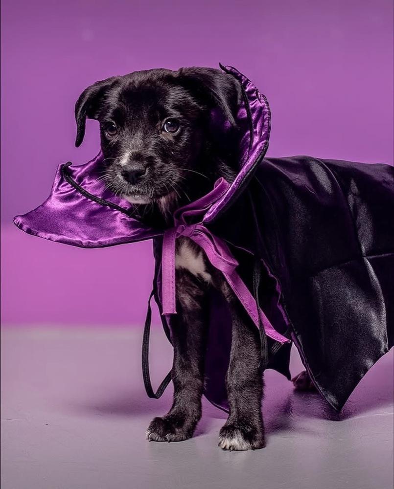 Xena, Adoptable, Puppy Female Mixed Breed.