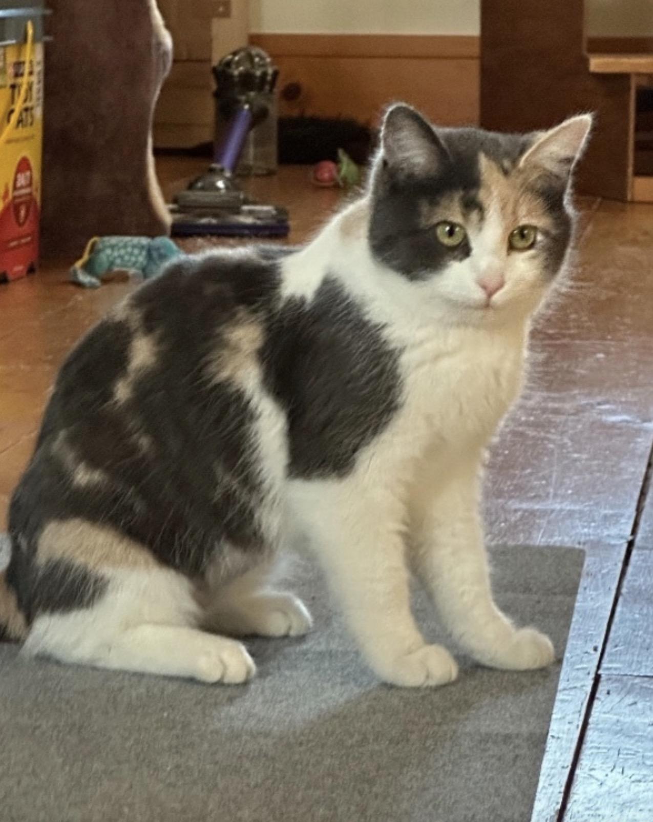Mia, an adoptable Calico in St. Ansgar, IA image 2/5