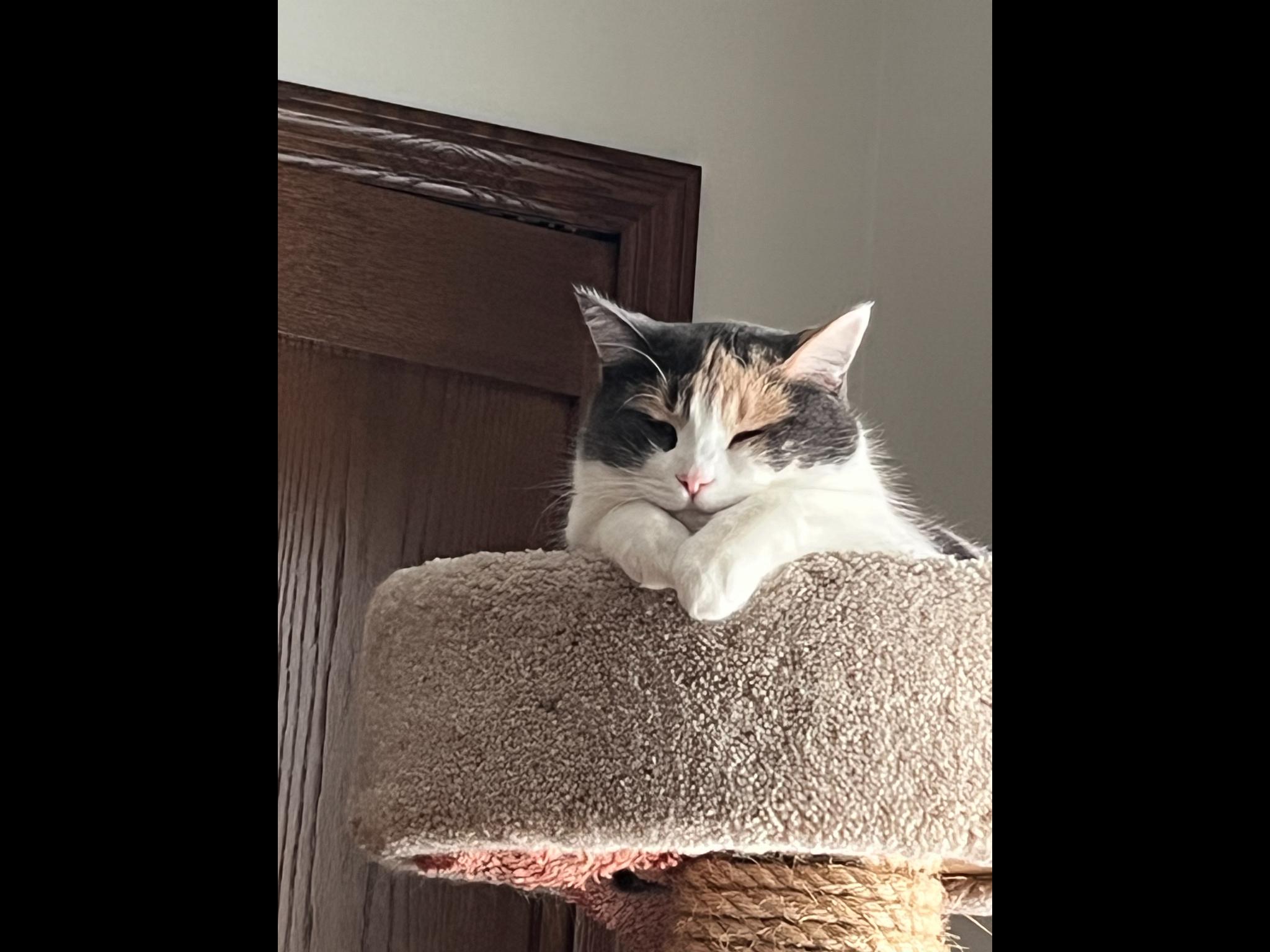 Mia, Adoptable, Adult Female Domestic Short Hair.