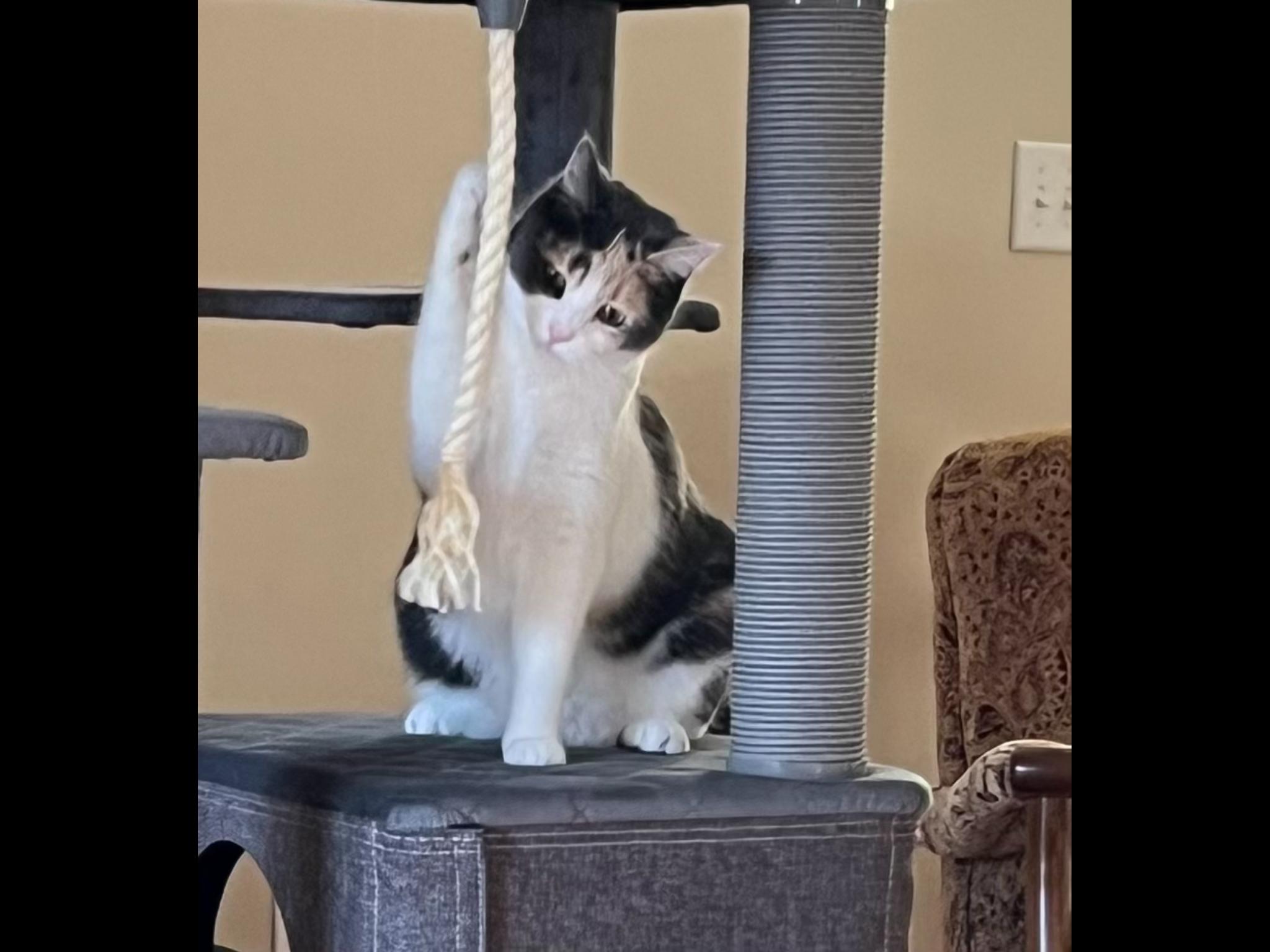 Mia, a Adoptable Domestic Short Hair in St. Ansgar, IA image 2/3