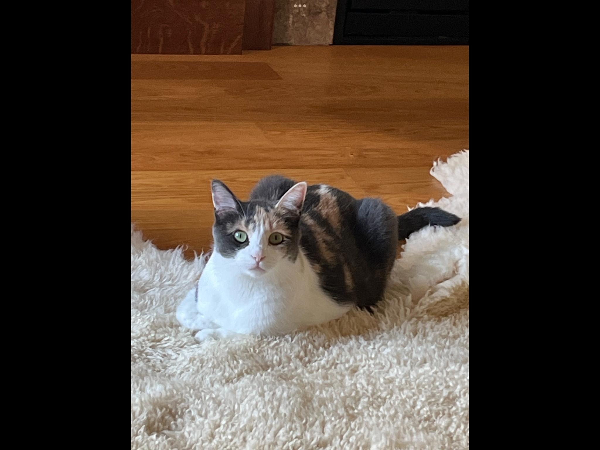 Mia, a Adoptable Domestic Short Hair in St. Ansgar, IA image 3/3