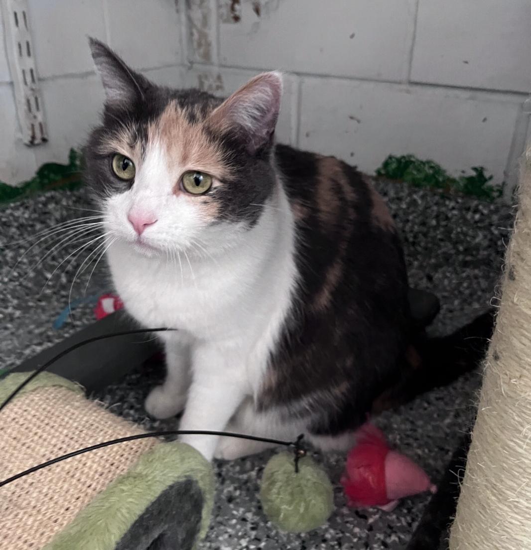Mia, an adoptable Calico in St. Ansgar, IA image 6/6
