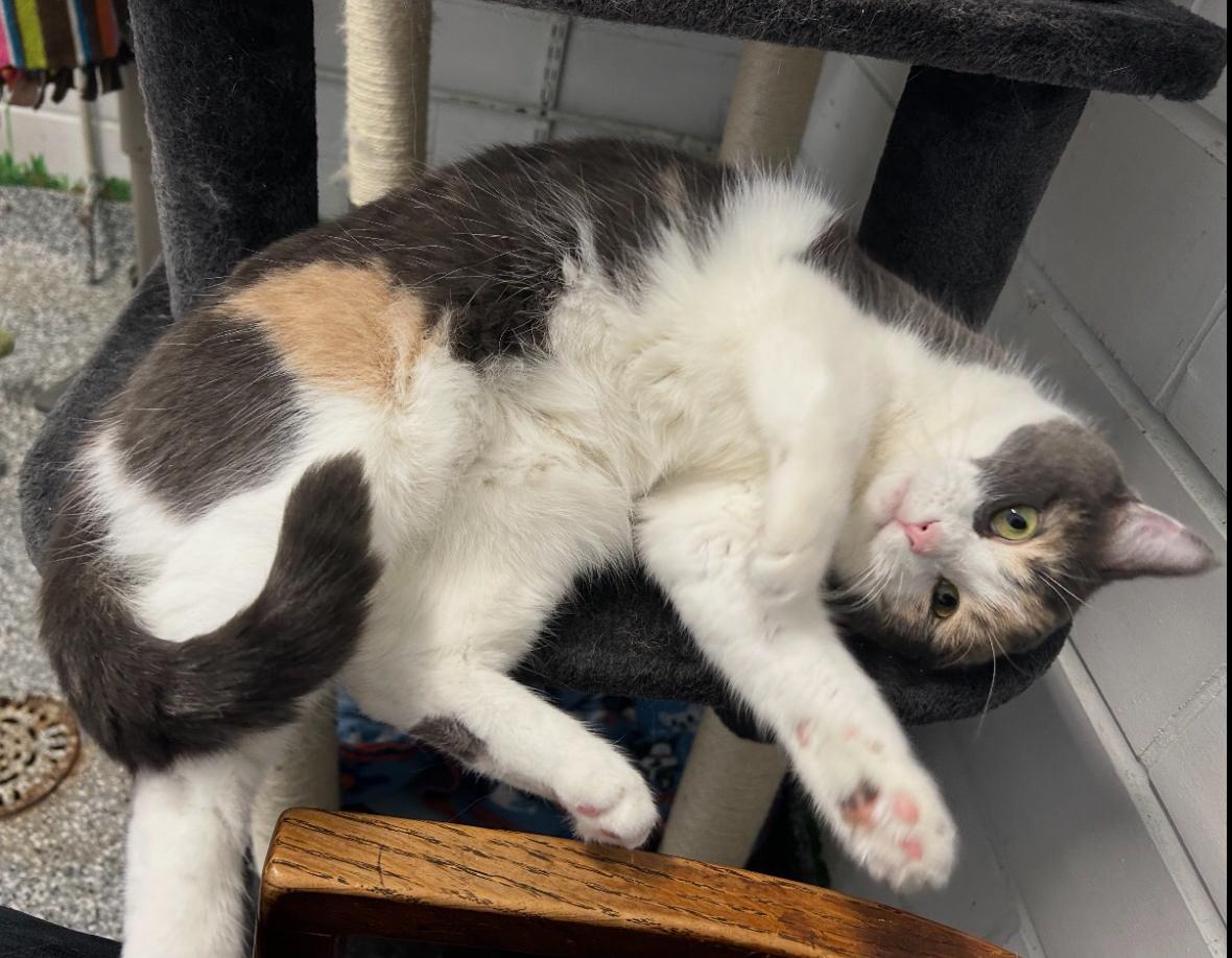 Mia, an adoptable Calico in St. Ansgar, IA image 4/6