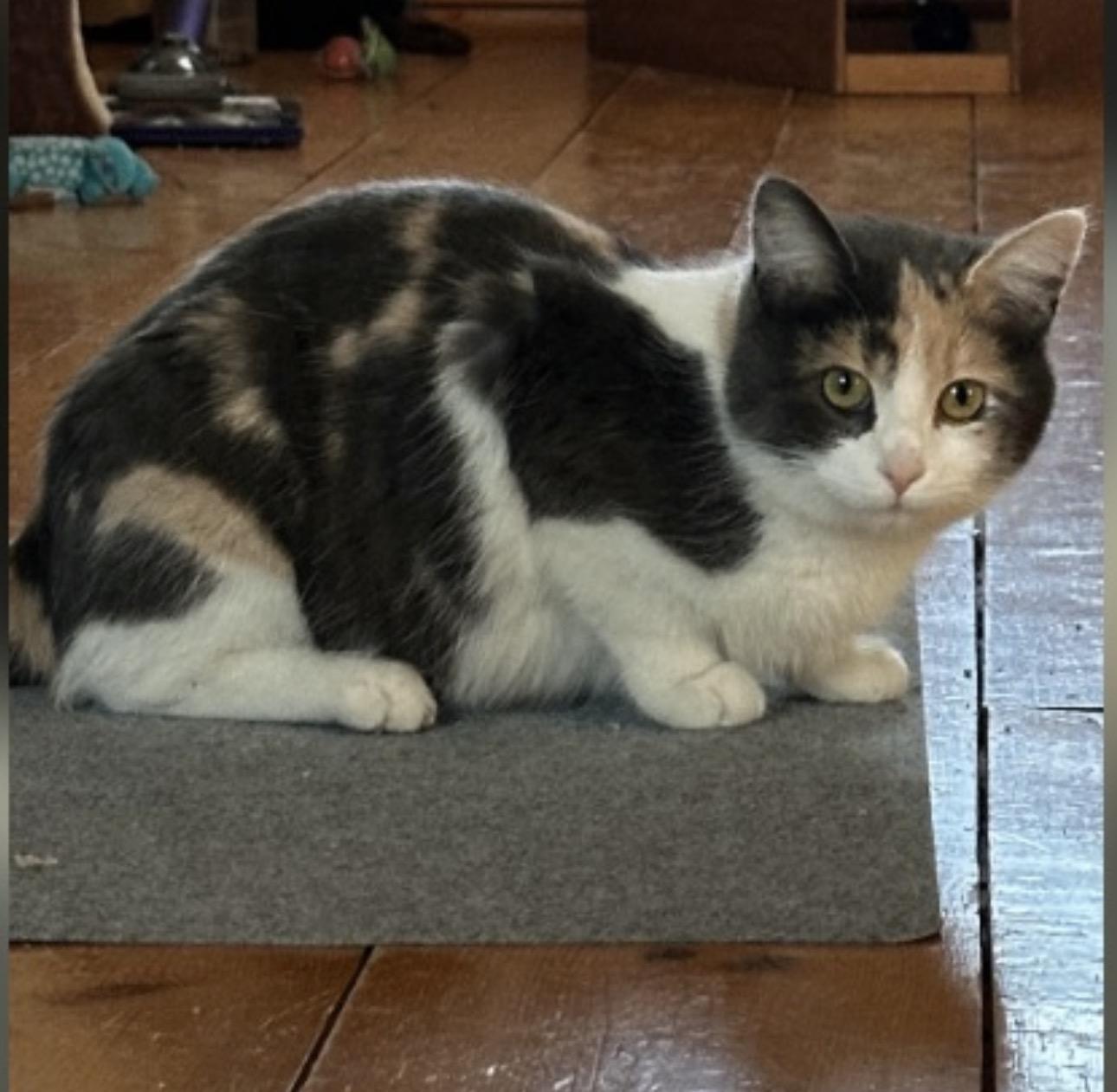 Mia, an adoptable Calico in St. Ansgar, IA image 3/5