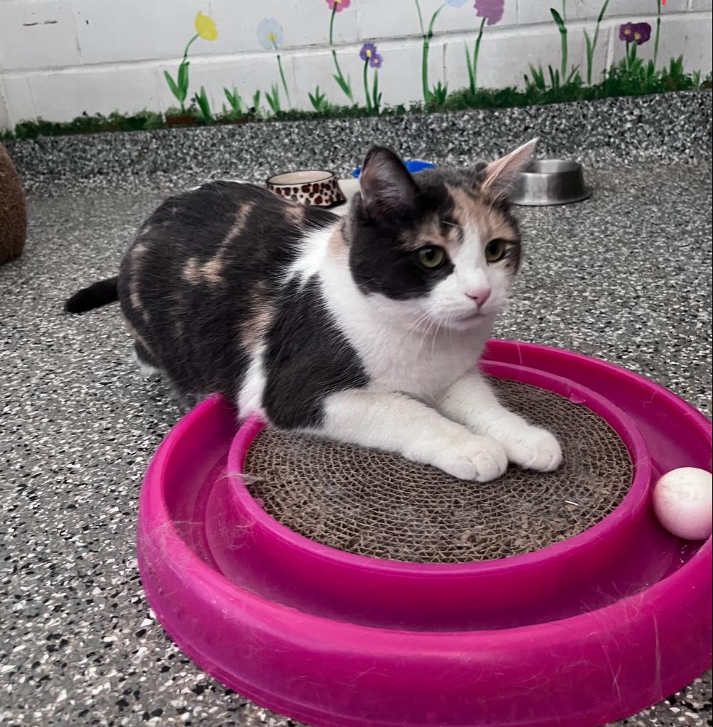 Mia, adoptable, Adult Female Calico.