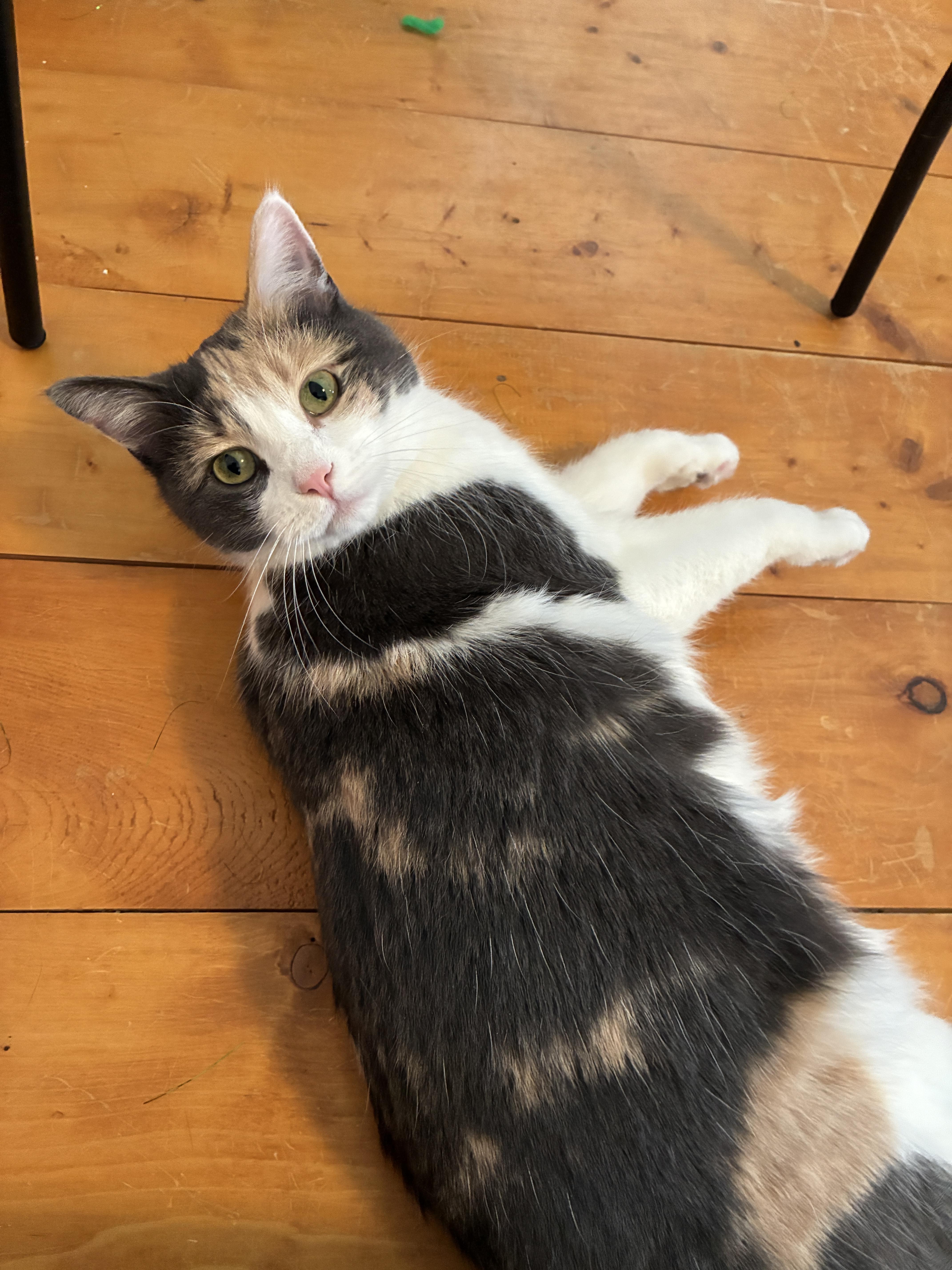 Mia, adoptable, Adult Female Calico.