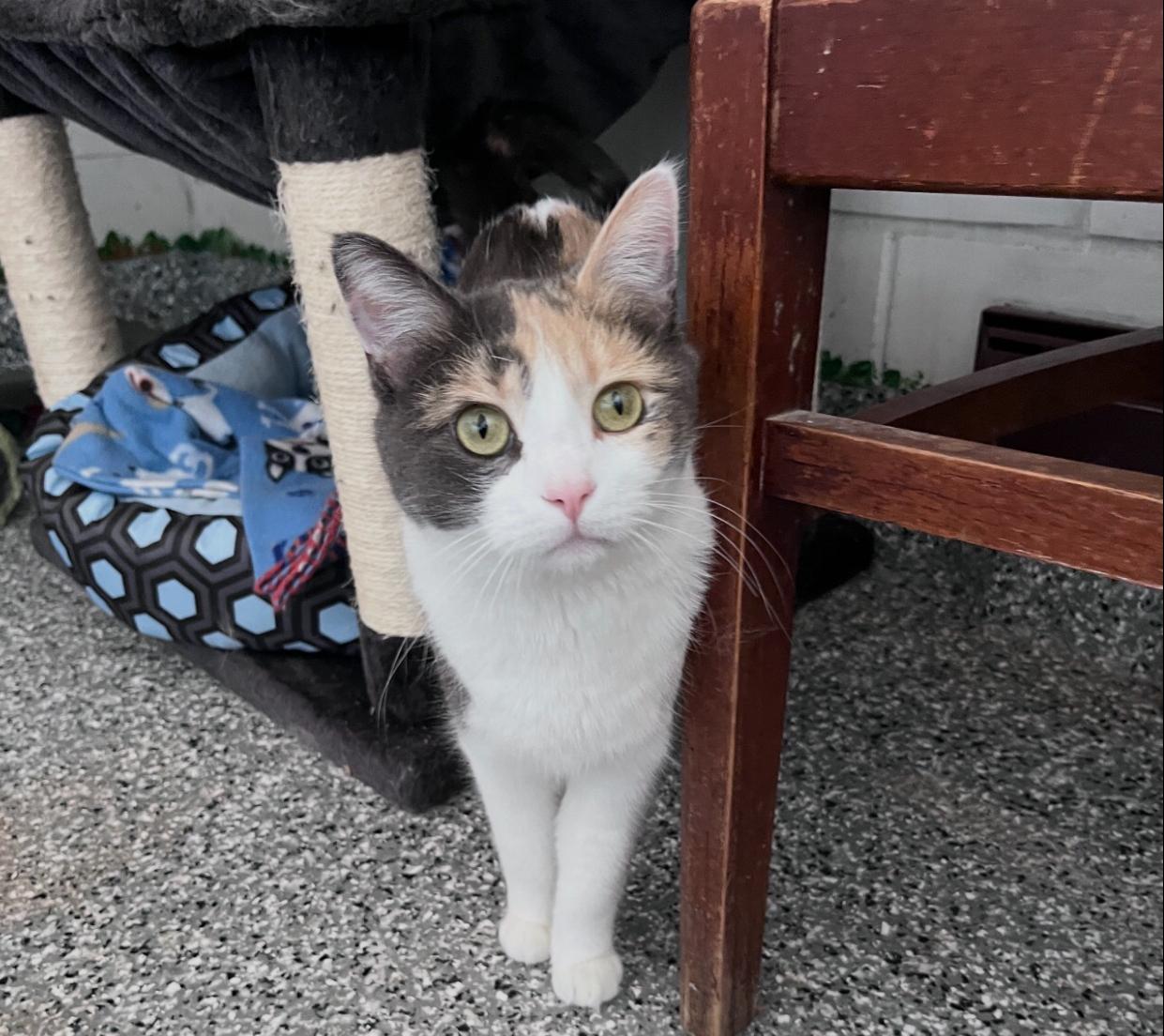 Mia, an adoptable Calico in St. Ansgar, IA image 5/6