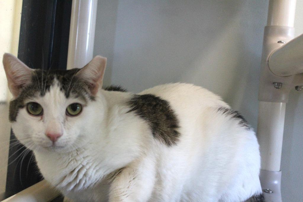 Enlarge Drizzle, a Adoptable Domestic Short Hair in Chestertown, MD image 4/4