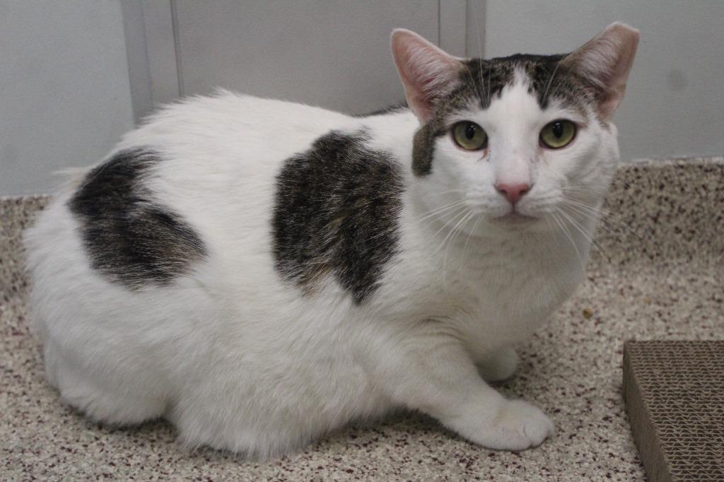 Enlarge Drizzle, a Adoptable Domestic Short Hair in Chestertown, MD image 2/4