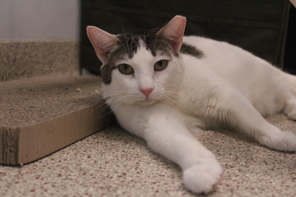 Enlarge Drizzle, a Adoptable Domestic Short Hair in Chestertown, MD image 3/4