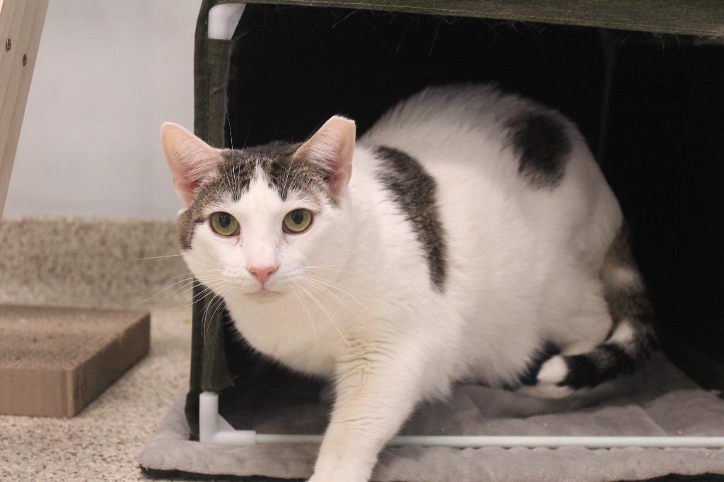 Drizzle, Adoptable, Adult Male Domestic Short Hair.