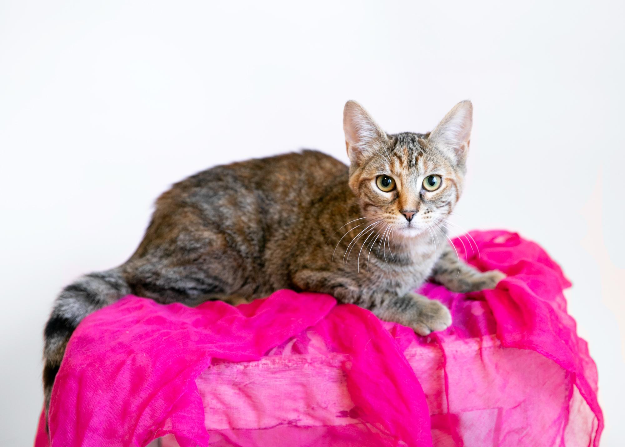 Alice, Adoptable, Young Female Domestic Short Hair.