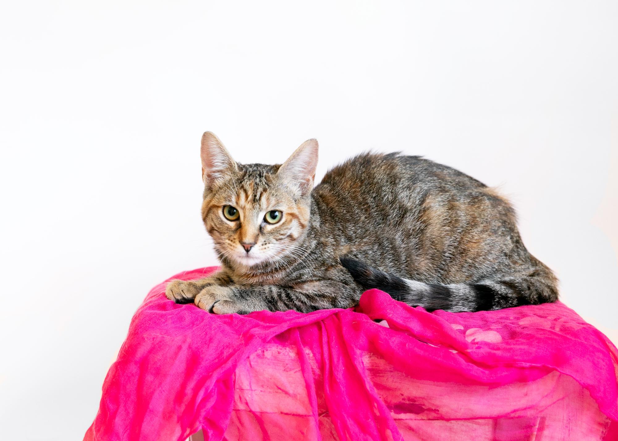 Enlarge Alice, a Adoptable mixed breed in Homewood, AL image 2/5