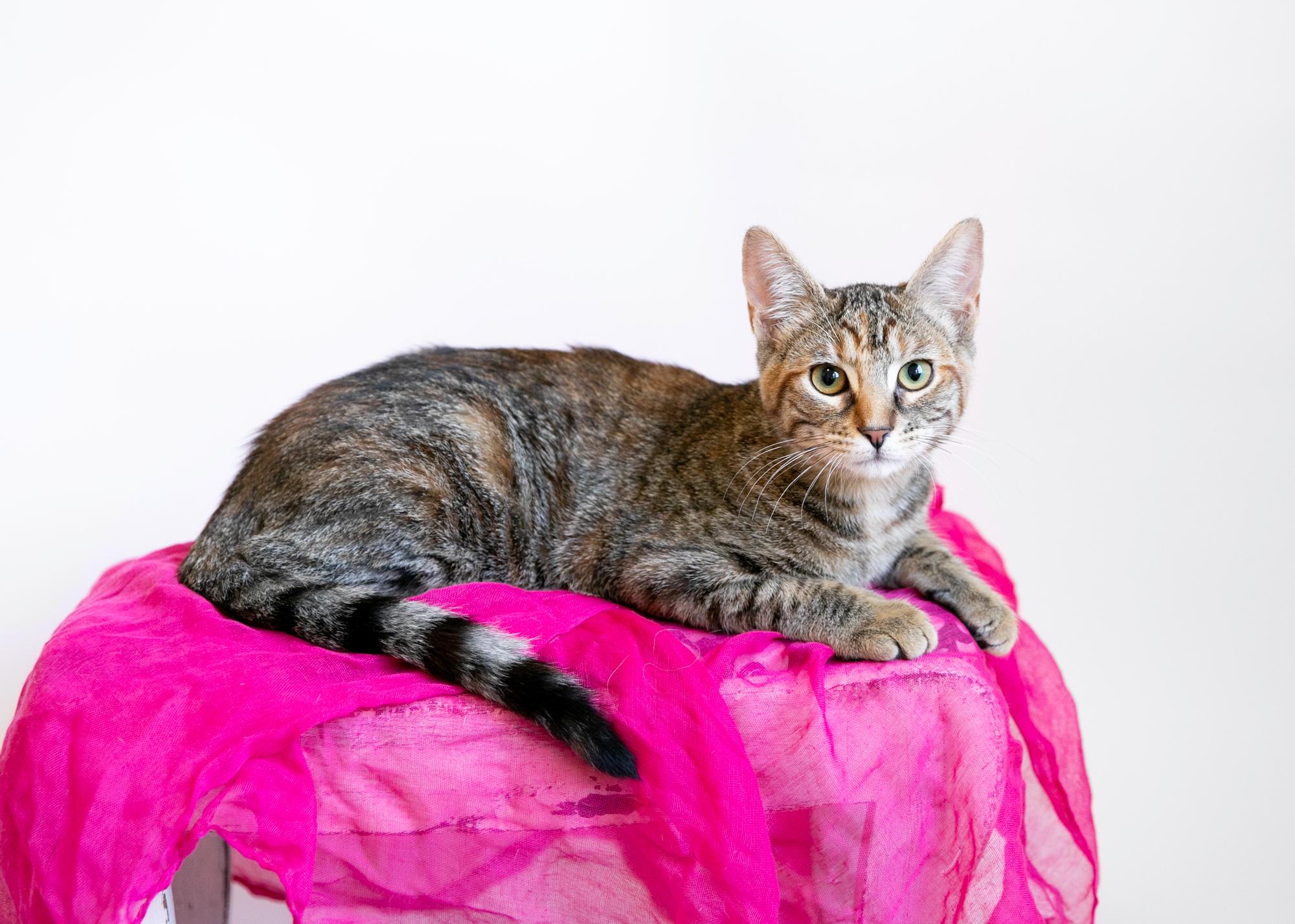 Enlarge Alice, a Adoptable mixed breed in Homewood, AL image 4/5