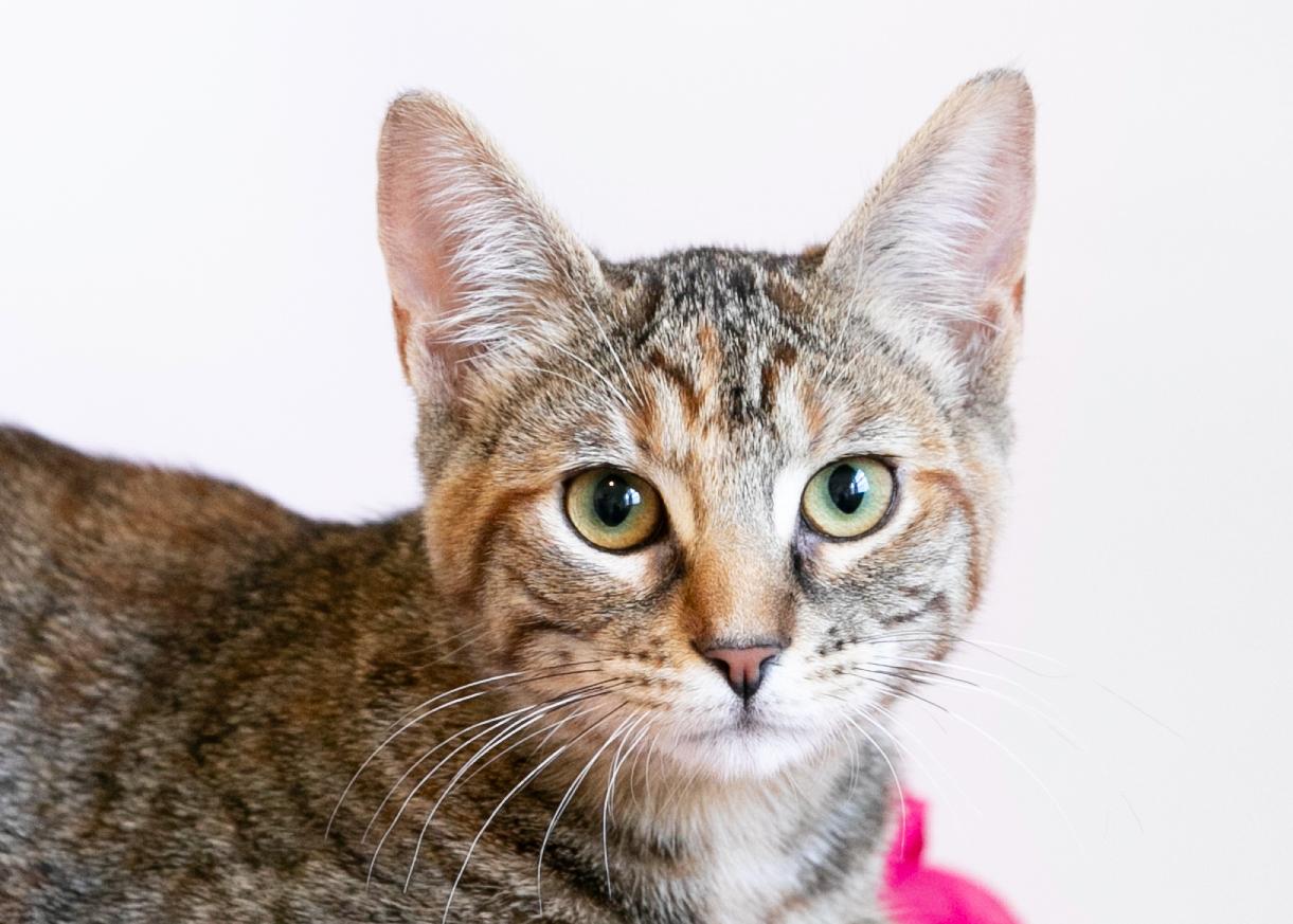 Enlarge Alice, a Adoptable mixed breed in Homewood, AL image 5/5