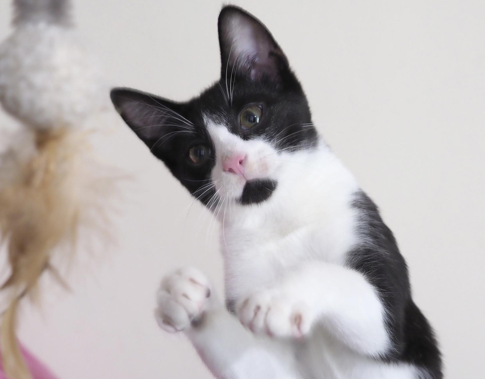 KINTA BALDWIN, ADOPTABLE, Kitten Male Domestic Short Hair.