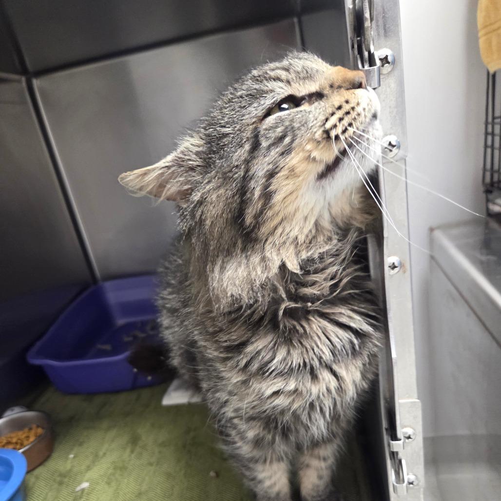 Charlie, Adoptable, Adult Male Domestic Short Hair.