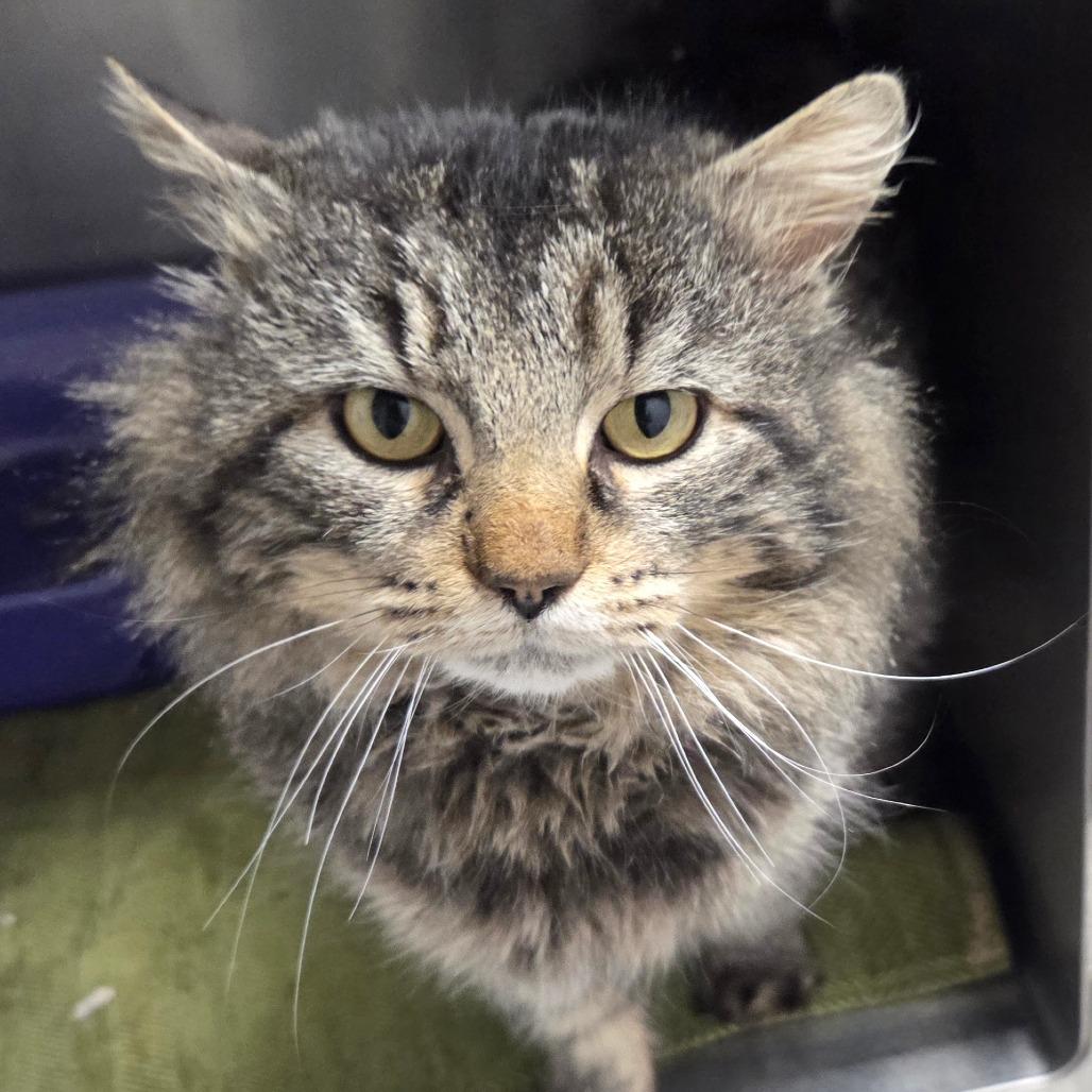 Enlarge Charlie, a Adoptable Domestic Short Hair in Oneonta, NY image 2/4