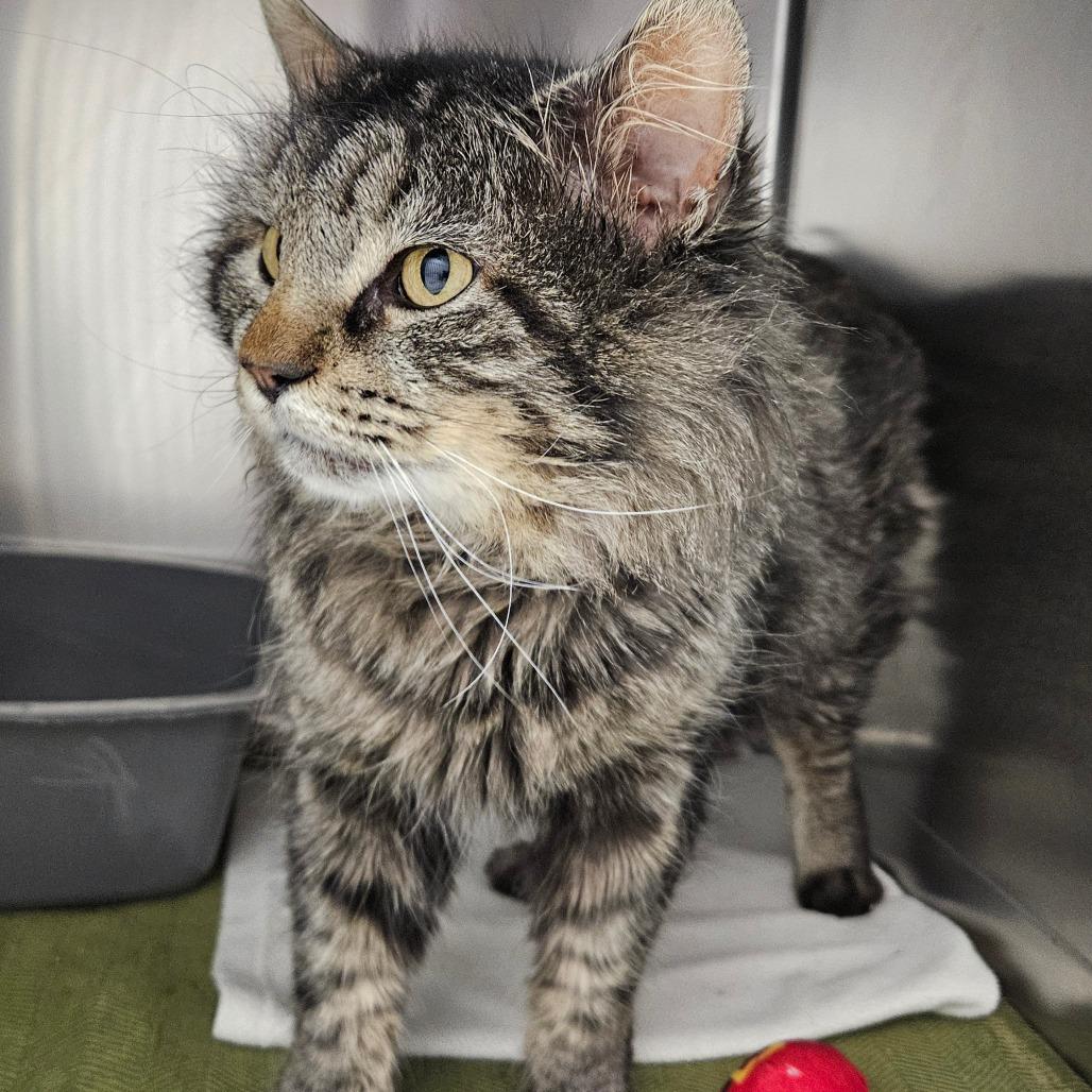 Enlarge Charlie, a Adoptable Domestic Short Hair in Oneonta, NY image 3/4