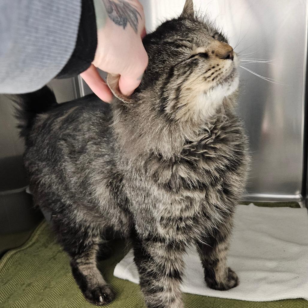 Enlarge Charlie, a Adoptable Domestic Short Hair in Oneonta, NY image 4/4