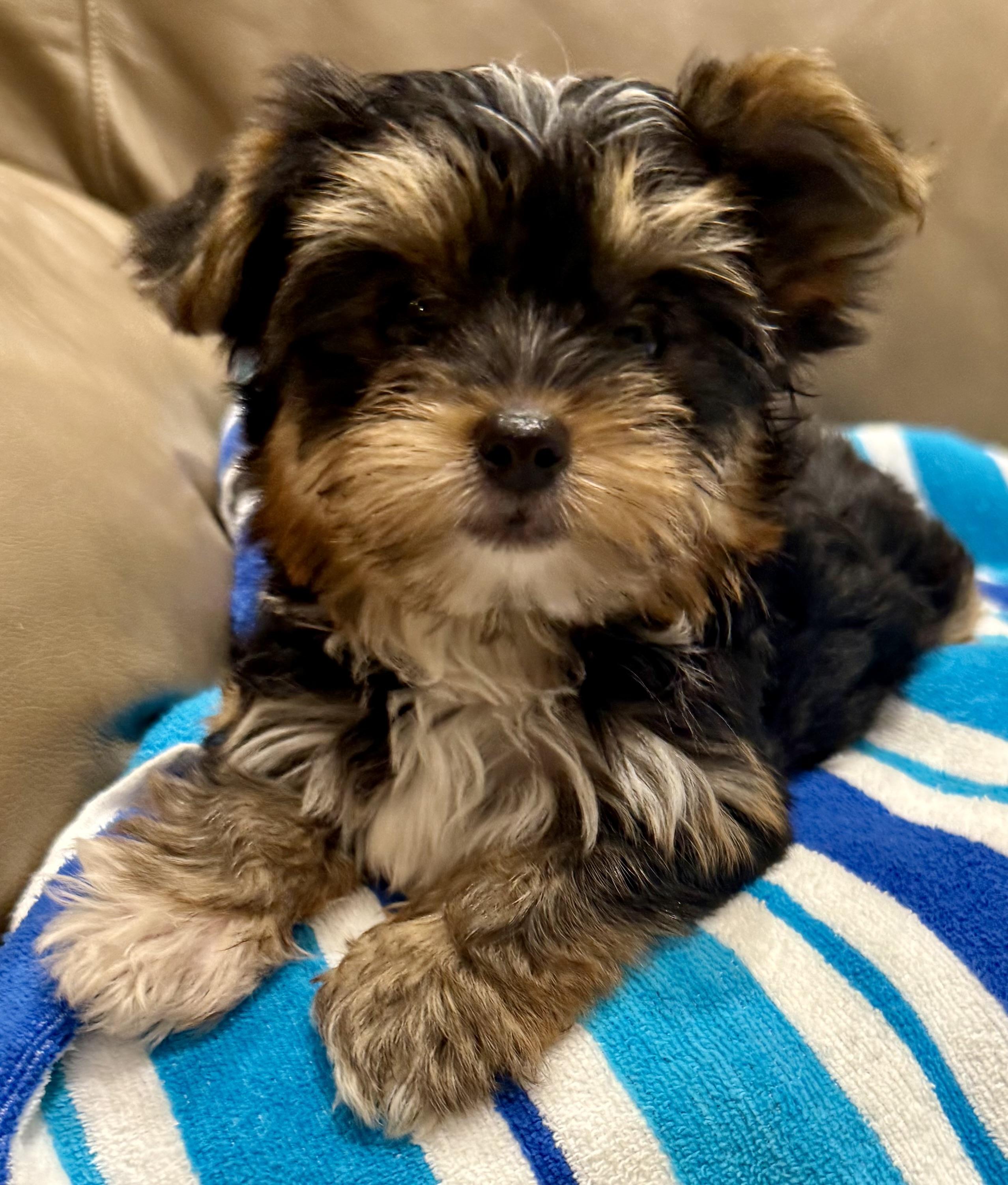 Hypoallergenic Yorkie Tini Puppy, Adopted, Puppy Male Yorkshire Terrier.