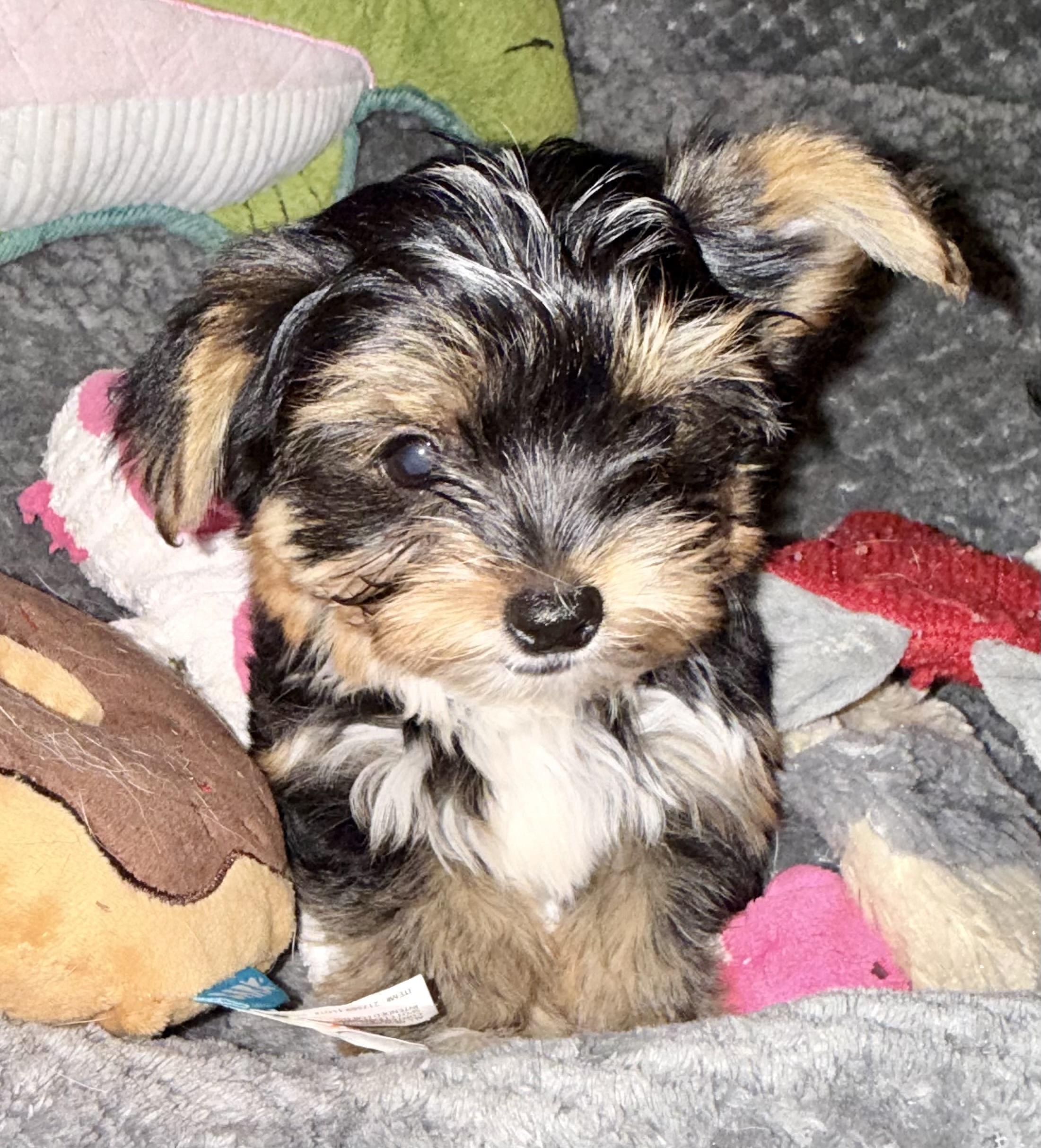 Enlarge Hypoallergenic Yorkie Tini Puppy, a Adopted Yorkshire Terrier in Boca Raton, FL image 5/6