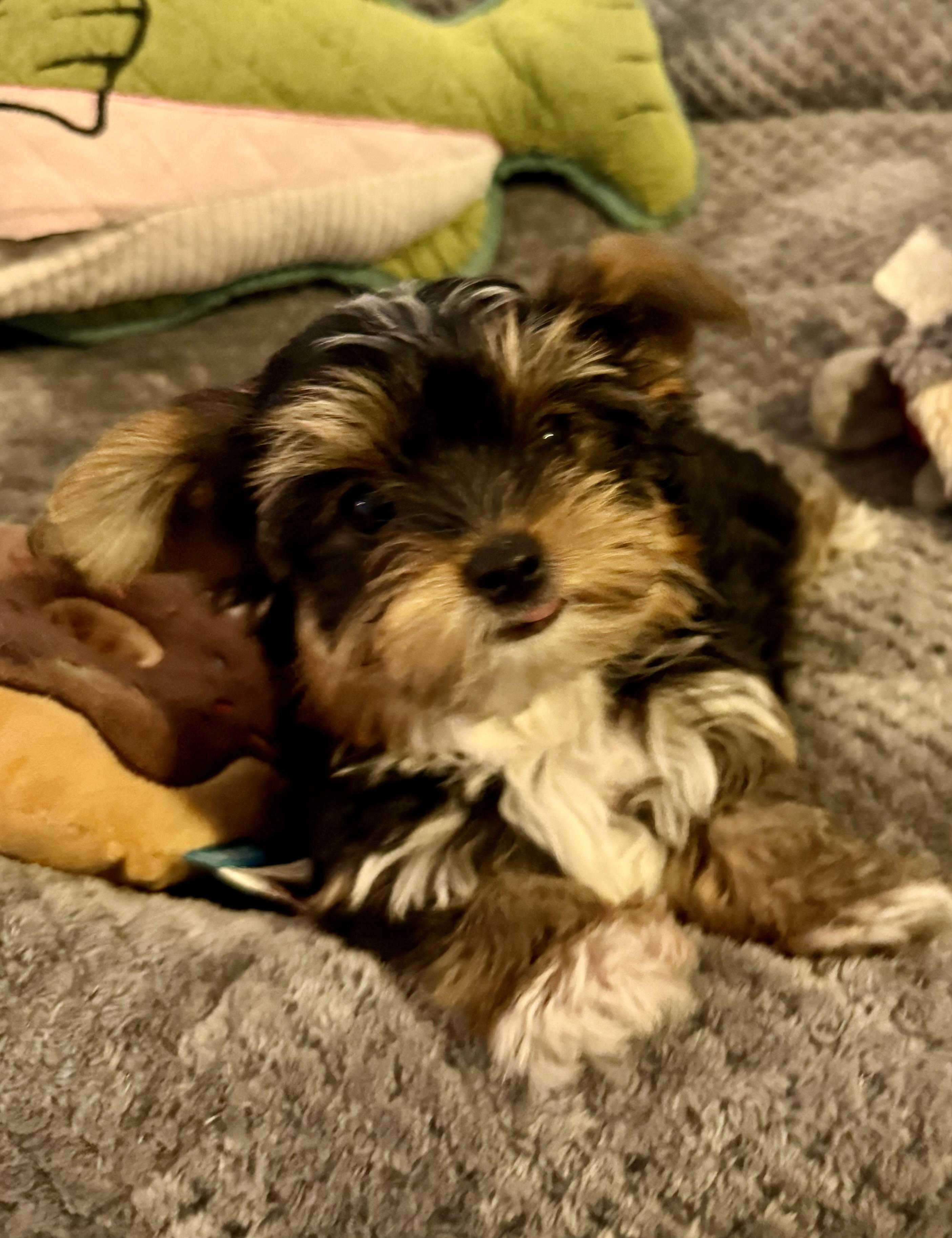 Enlarge Hypoallergenic Yorkie Tini Puppy, a Adopted Yorkshire Terrier in Boca Raton, FL image 4/6