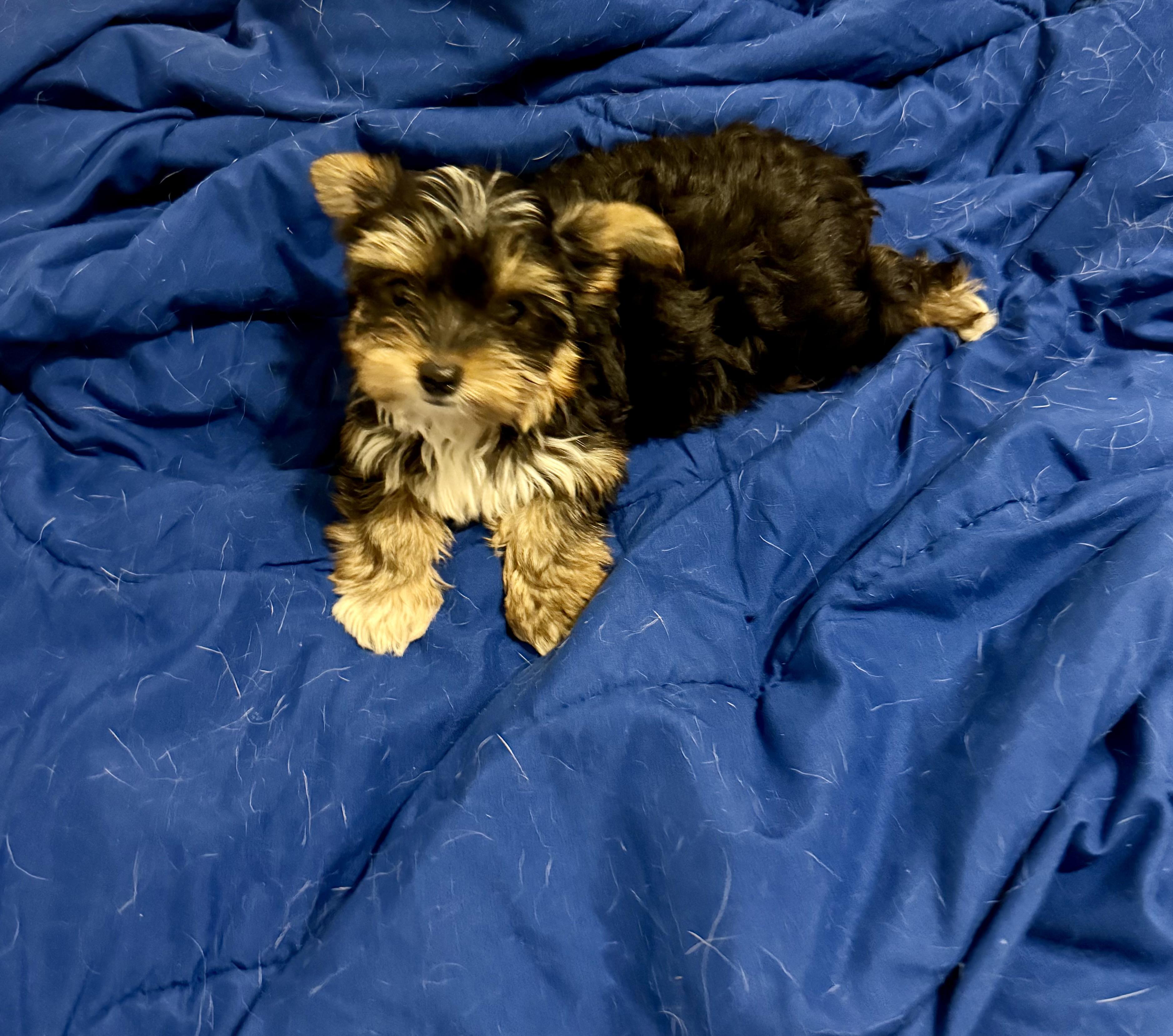 Enlarge Hypoallergenic Yorkie Tini Puppy, a Adopted Yorkshire Terrier in Boca Raton, FL image 3/6