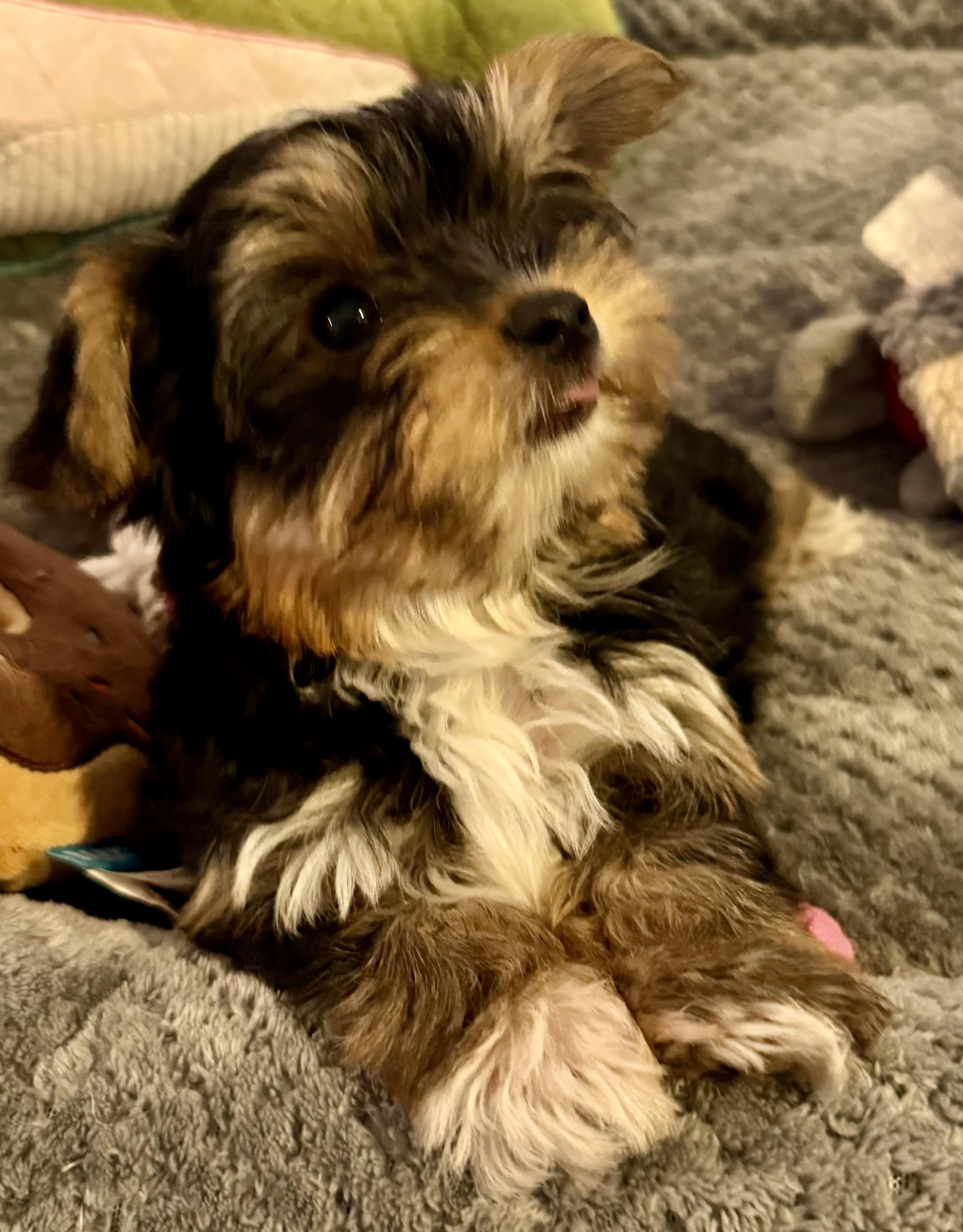 Enlarge Hypoallergenic Yorkie Tini Puppy, a Adopted Yorkshire Terrier in Boca Raton, FL image 2/6