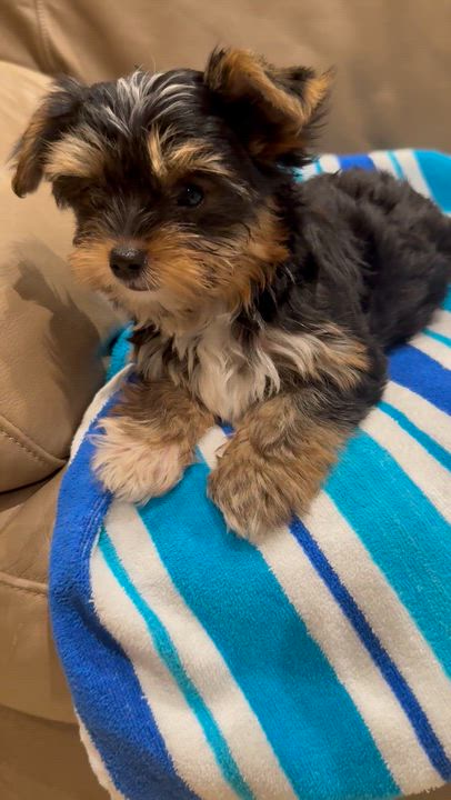 Enlarge Hypoallergenic Yorkie Tini Puppy, a Adopted Yorkshire Terrier in Boca Raton, FL video 6/6