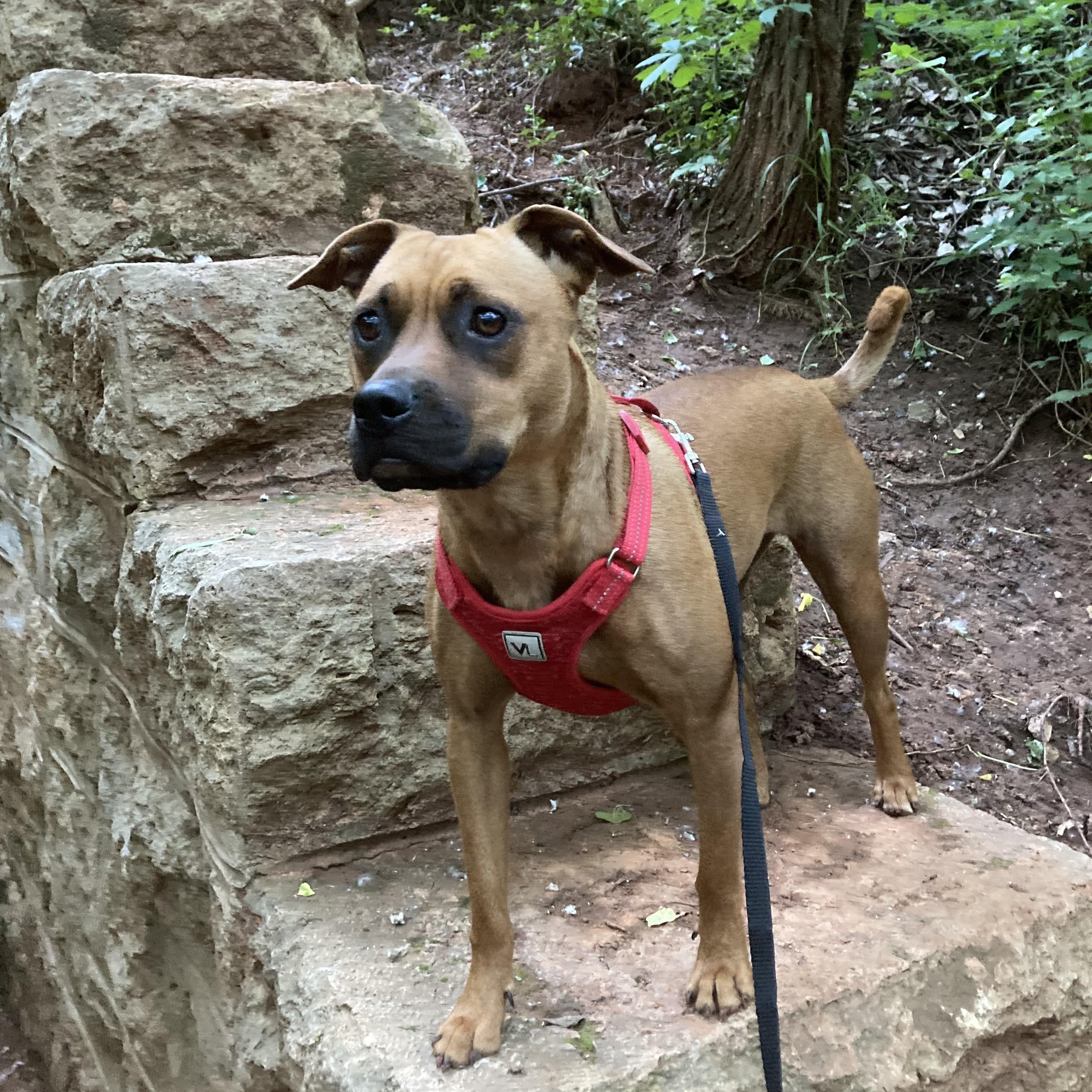 Enlarge Paris , a Adoptable mixed breed in Indianapolis, IN image 3/6