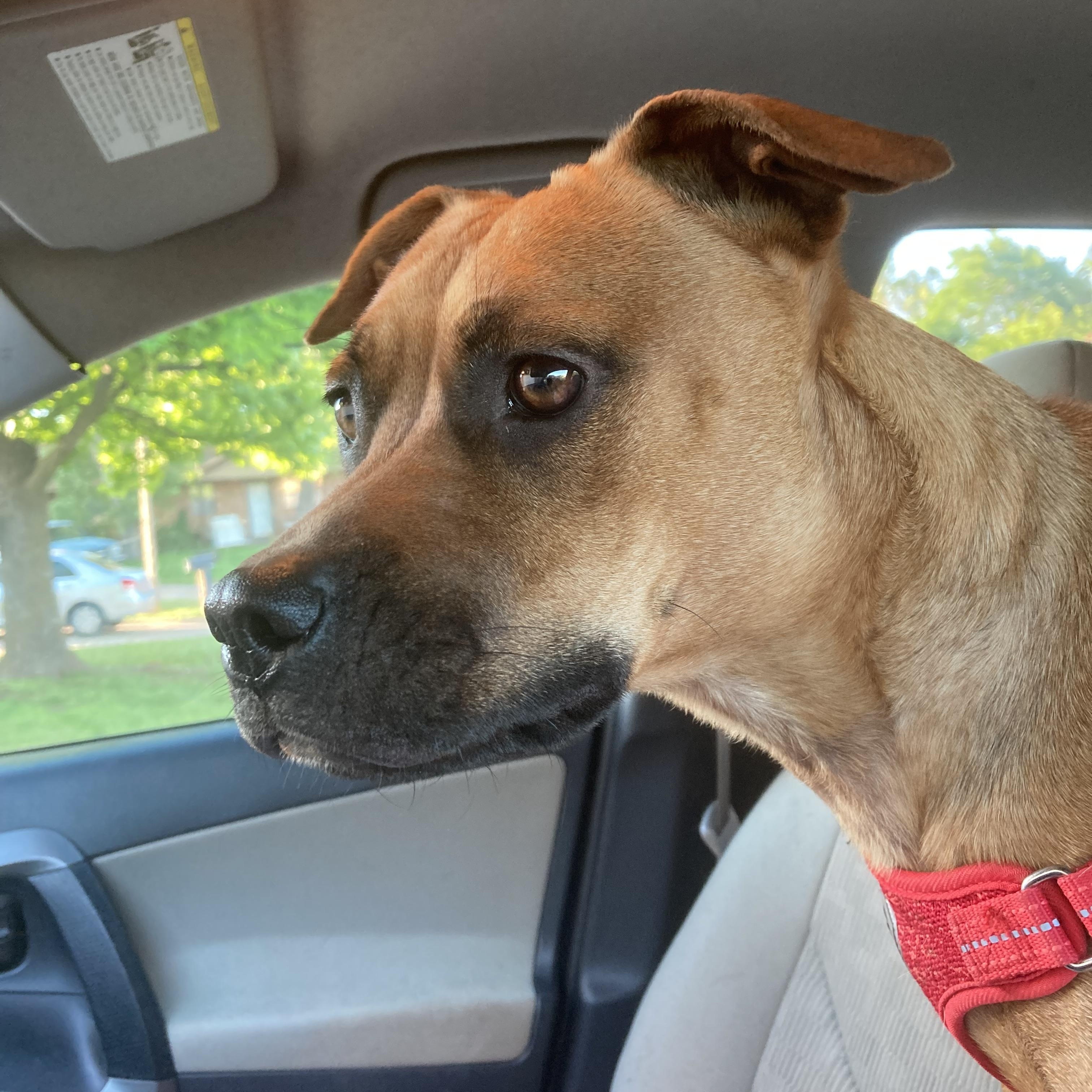 Paris , Adoptable, Young Female Boxer & Mixed Breed.