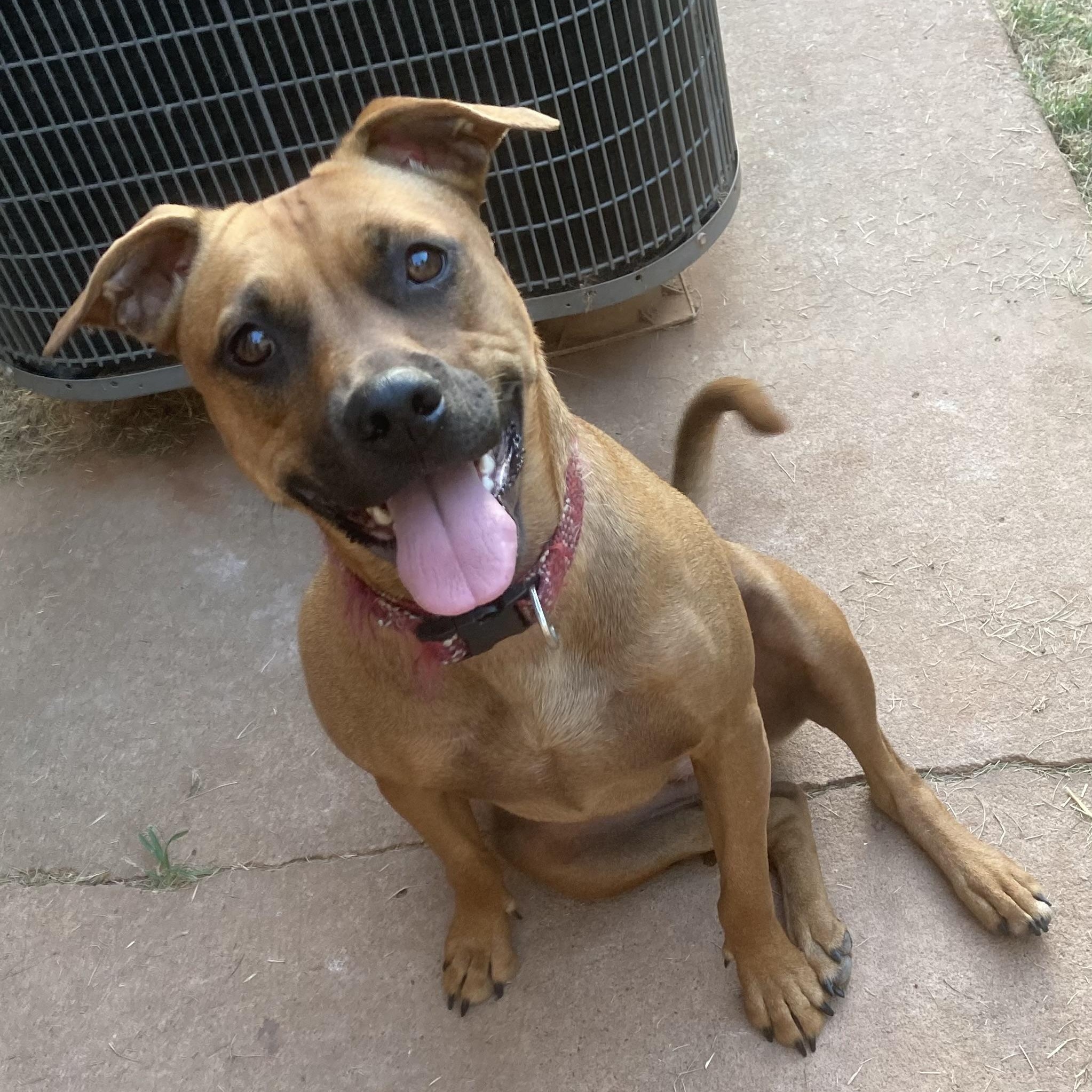 Enlarge Paris , a Adoptable mixed breed in Indianapolis, IN image 5/6