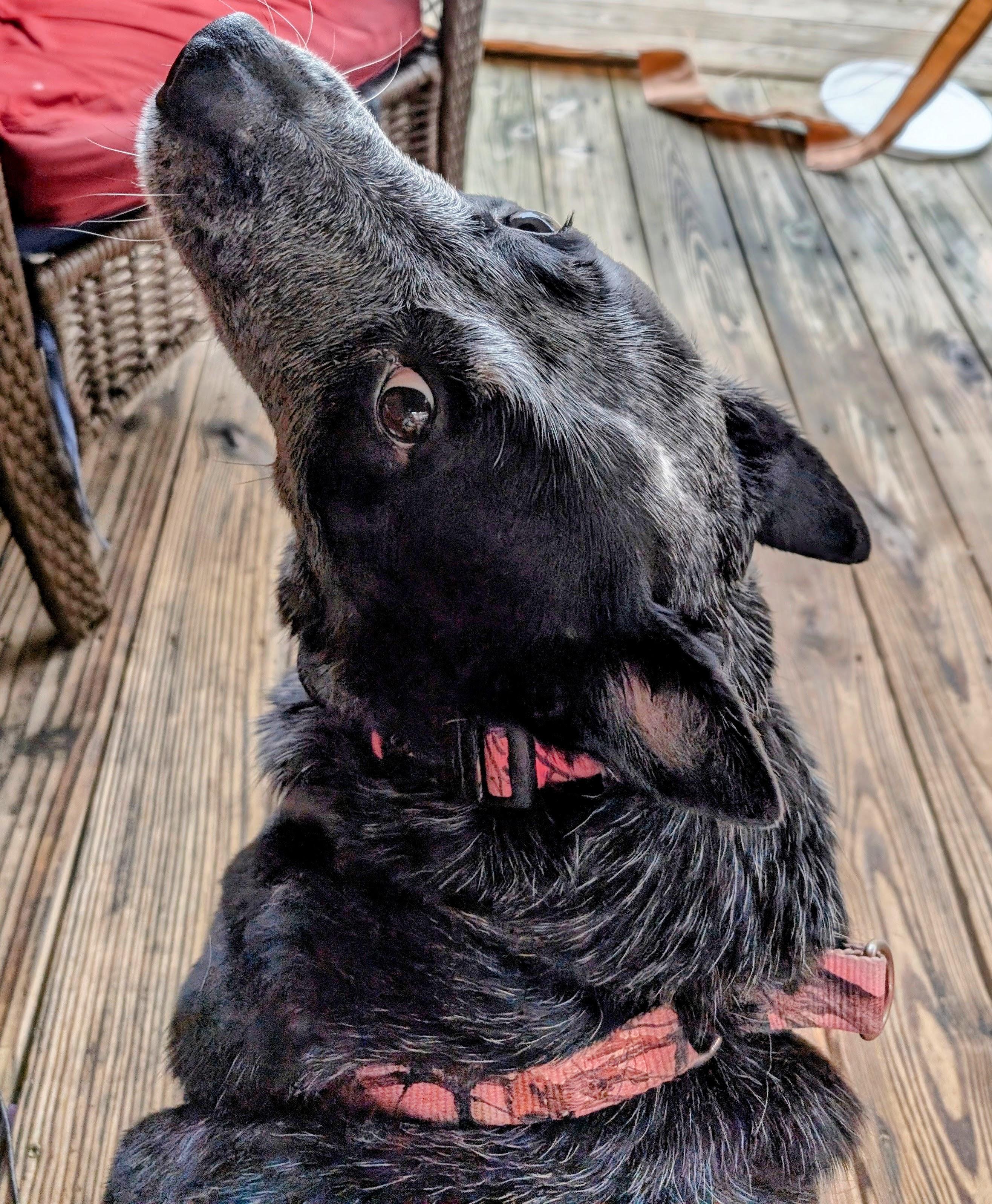Bailey, a ADOPTABLE Australian Cattle Dog / Blue Heeler in Sulphur, KY image 3/6