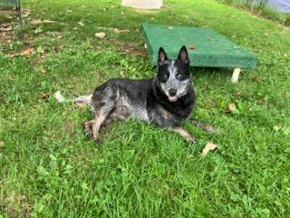 Bailey, a ADOPTABLE Australian Cattle Dog / Blue Heeler in Sulphur, KY image 2/6