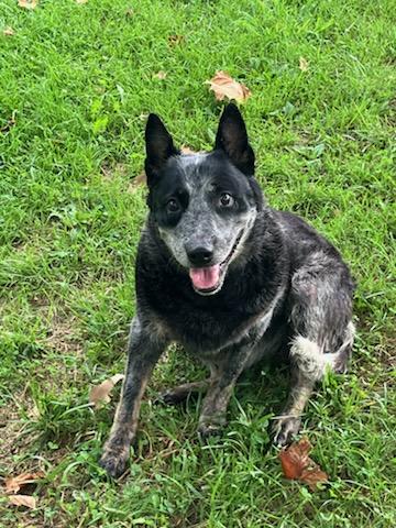 Bailey, a ADOPTABLE Australian Cattle Dog / Blue Heeler in Sulphur, KY image 6/6