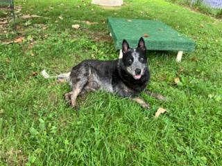 Bailey, a ADOPTABLE Australian Cattle Dog / Blue Heeler in Sulphur, KY image 3/6