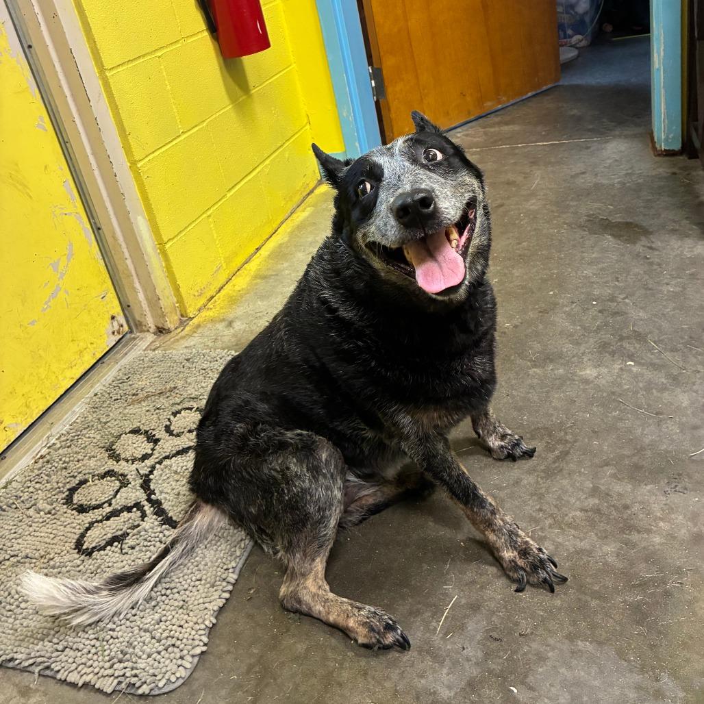 Bailey, a ADOPTABLE Australian Cattle Dog / Blue Heeler in Sulphur, KY image 5/6