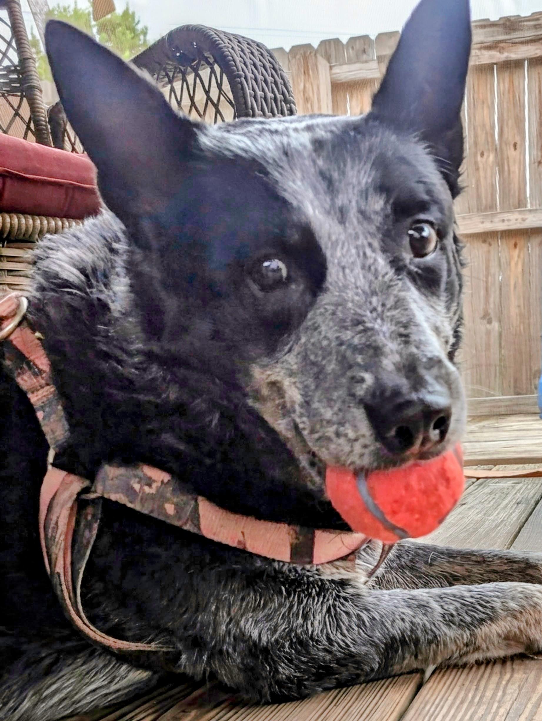 Bailey, a ADOPTABLE Australian Cattle Dog / Blue Heeler in Sulphur, KY image 2/6