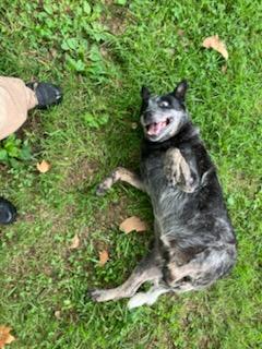 Bailey, a ADOPTABLE Australian Cattle Dog / Blue Heeler in Sulphur, KY image 4/6