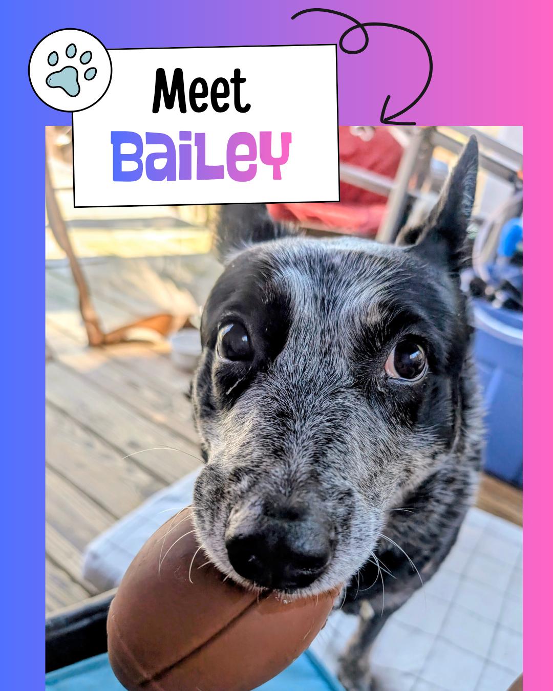 Bailey, ADOPTABLE, Senior Female Australian Cattle Dog / Blue Heeler.