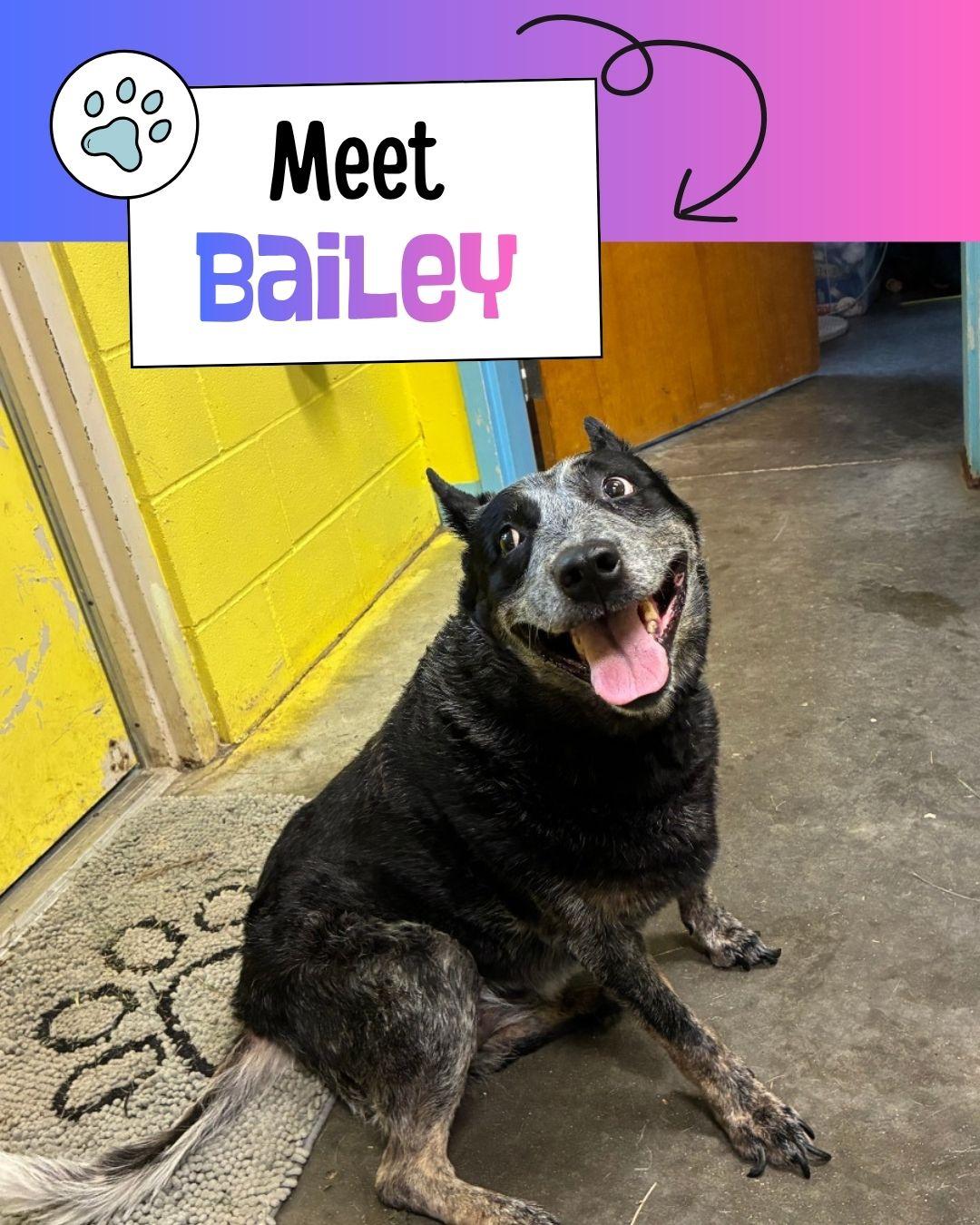 Bailey, a ADOPTABLE Australian Cattle Dog / Blue Heeler in Sulphur, KY image 1/6