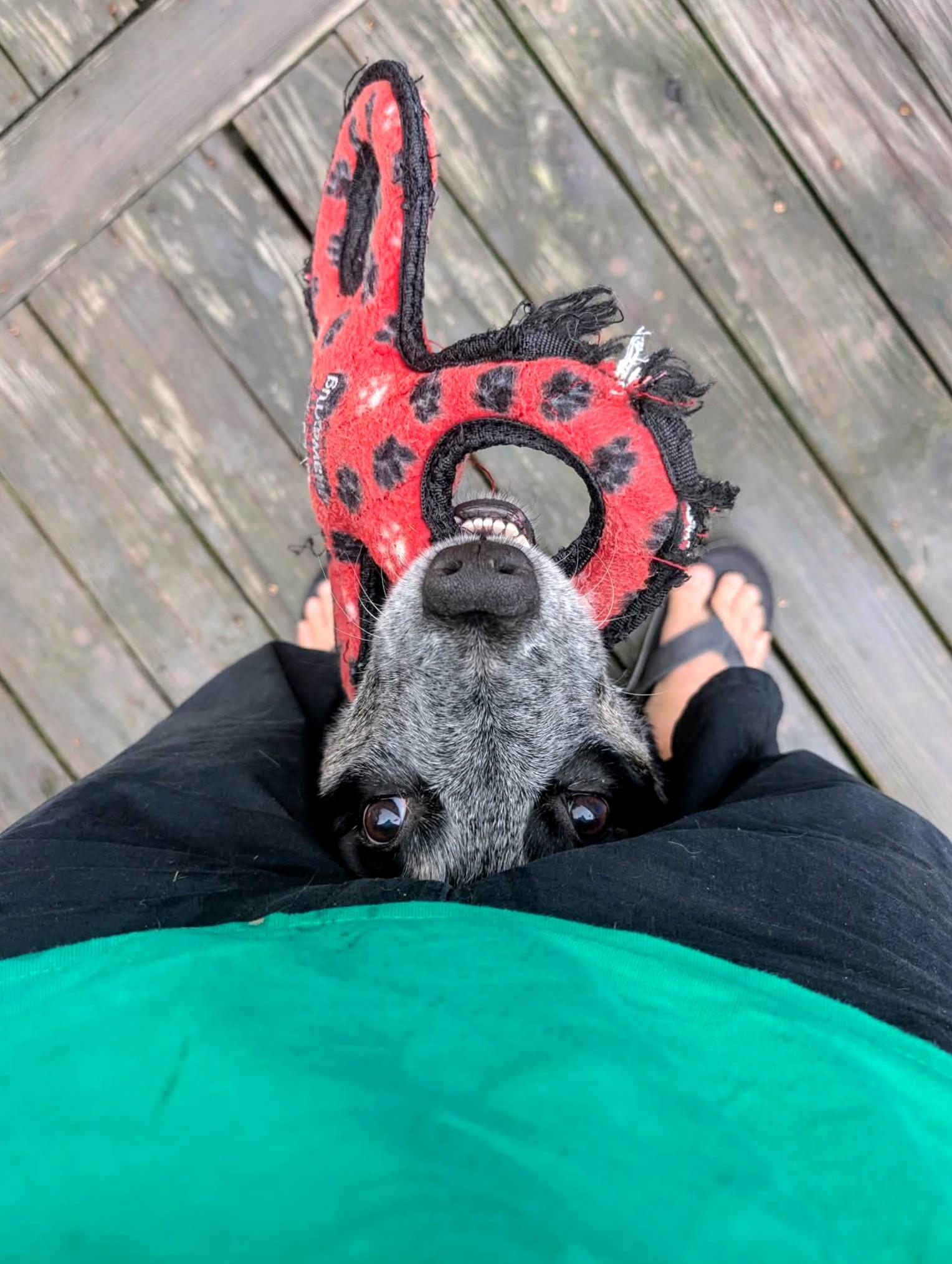 Bailey, a ADOPTABLE Australian Cattle Dog / Blue Heeler in Sulphur, KY image 4/6