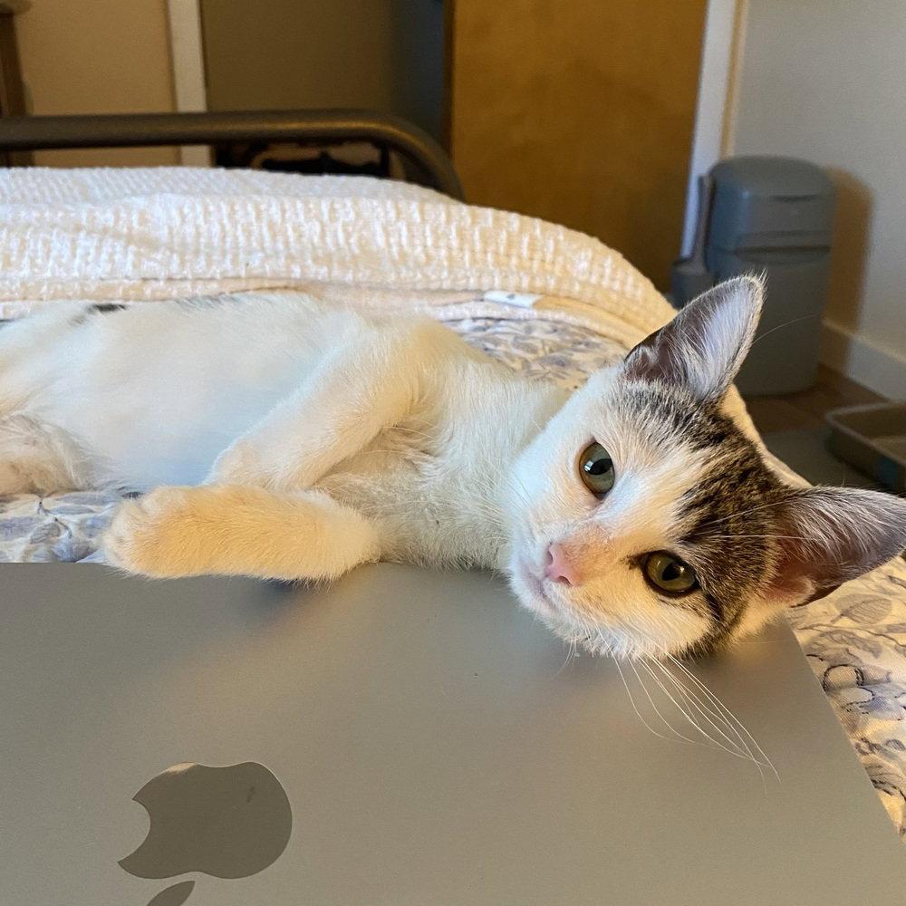 Darby, Adoptable, Kitten Female Domestic Short Hair.