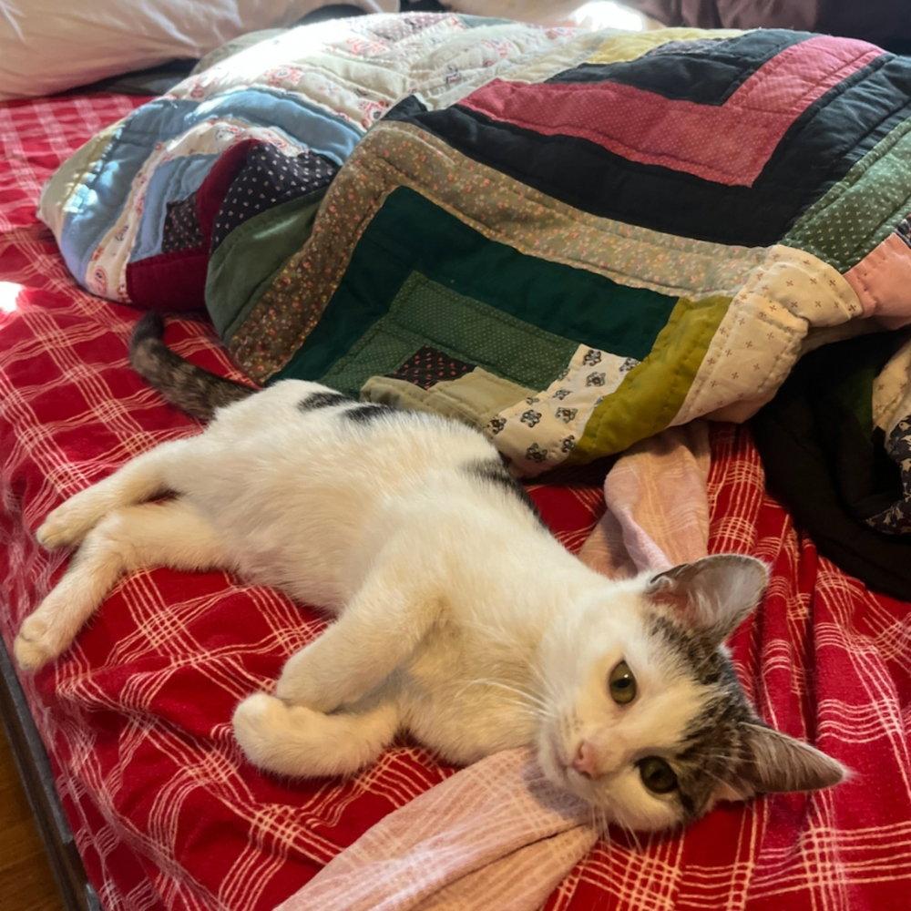 Enlarge Darby, a Adoptable Domestic Short Hair in Candler, NC image 2/3