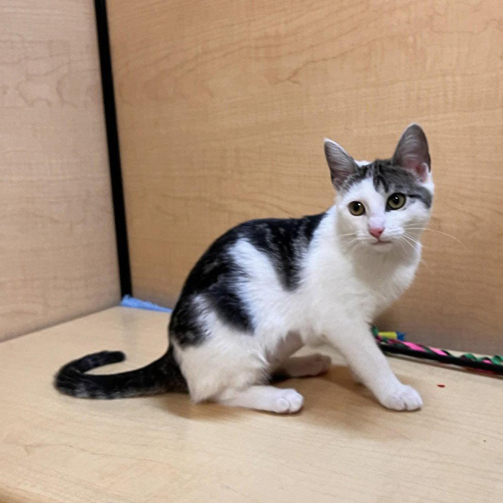 Enlarge Darby, a Adoptable Domestic Short Hair in Candler, NC image 3/3